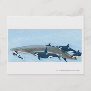 Illustration av Killer Whales som arbetar i en gru Vykort