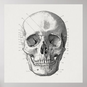 Illustration av klassiskt skulldiagram poster
