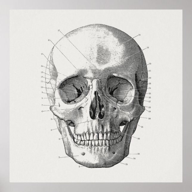 Illustration av klassiskt skulldiagram poster (Framsidan)