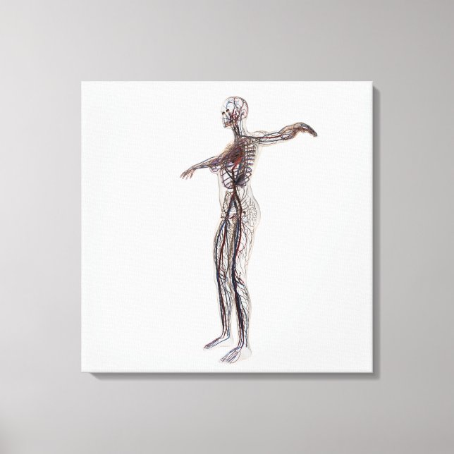 Illustration av kvinnliga artärer, vener canvastryck (Framsida)