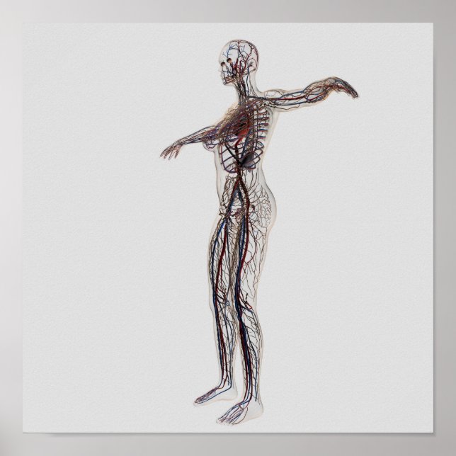 Illustration av kvinnliga artärer, vener poster (Framsidan)