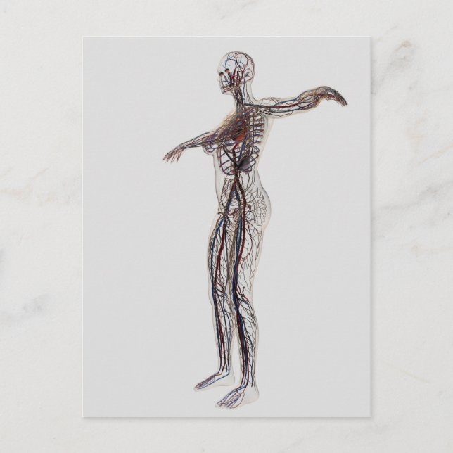 Illustration av kvinnliga artärer, vener vykort (Framsida)