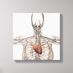 Illustration av lymfsystemet hos hondjur canvastryck