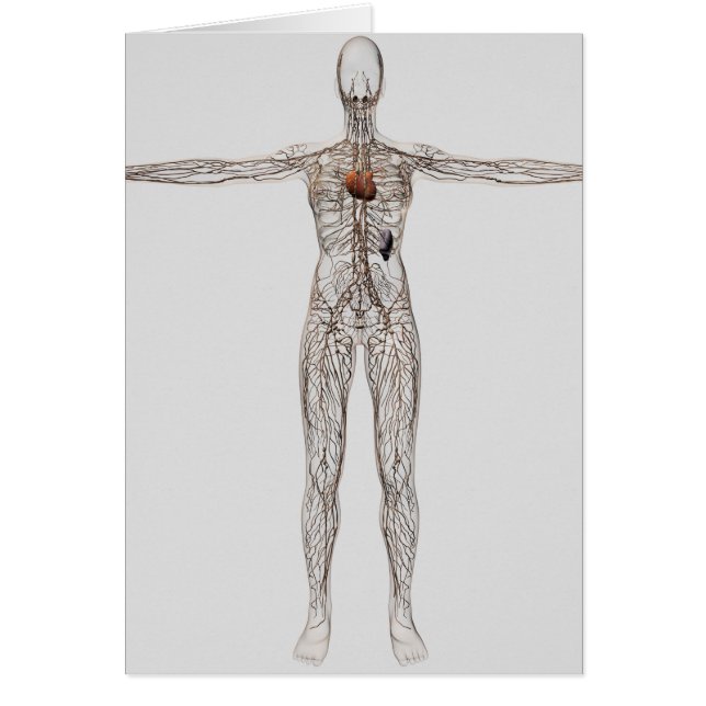 Illustration av lymfsystemet hos hondjur hälsningskort (Framsidan)