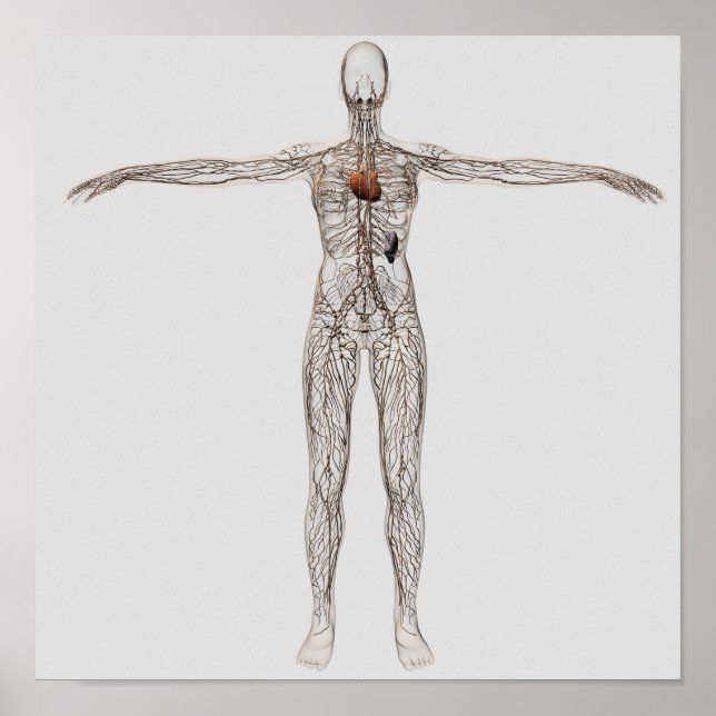 Illustration av lymfsystemet hos hondjur poster (Framsidan)