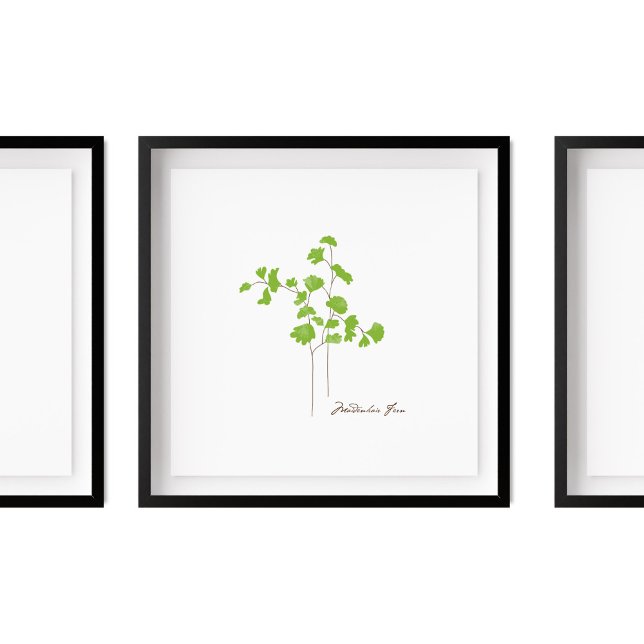 Illustration av Maidenhair Fern | Fern Series Poster (Skapare uppladdad)