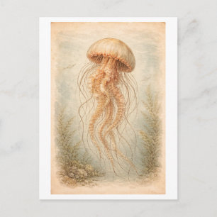 Illustration av maneter i vintage-stil vykort