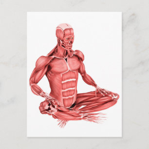 Illustration av manliga muskler Sitta Vykort