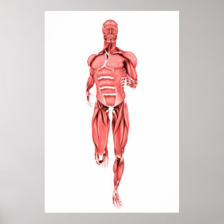 Illustration av manliga muskler som löper 1 poster