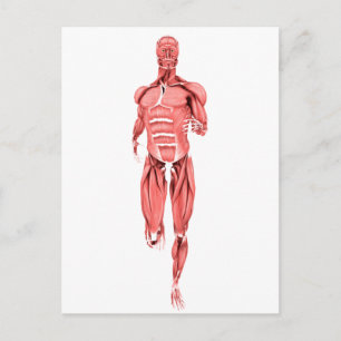 Illustration av manliga muskler som löper 1 vykort