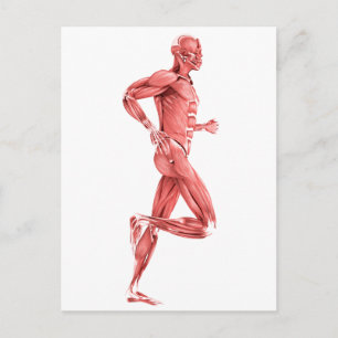 Illustration av manliga muskler som löper 2 vykort