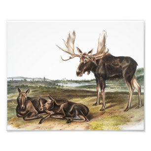 Illustration av moose Hjort (Servus alces) Fototryck