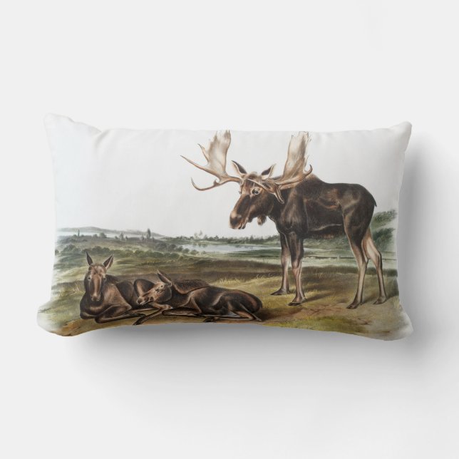 Illustration av moose Hjort (Servus alces) Lumbarkudde (Framsida)