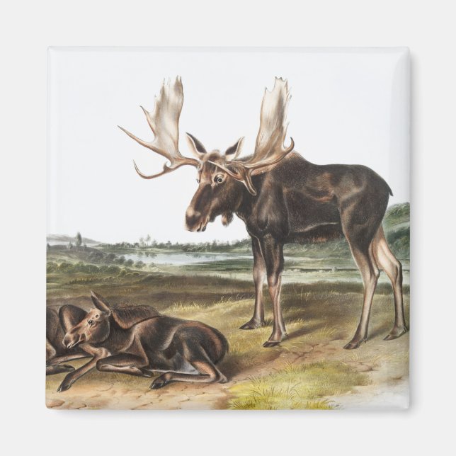 Illustration av moose Hjort (Servus alces) Magnet (Framsidan)