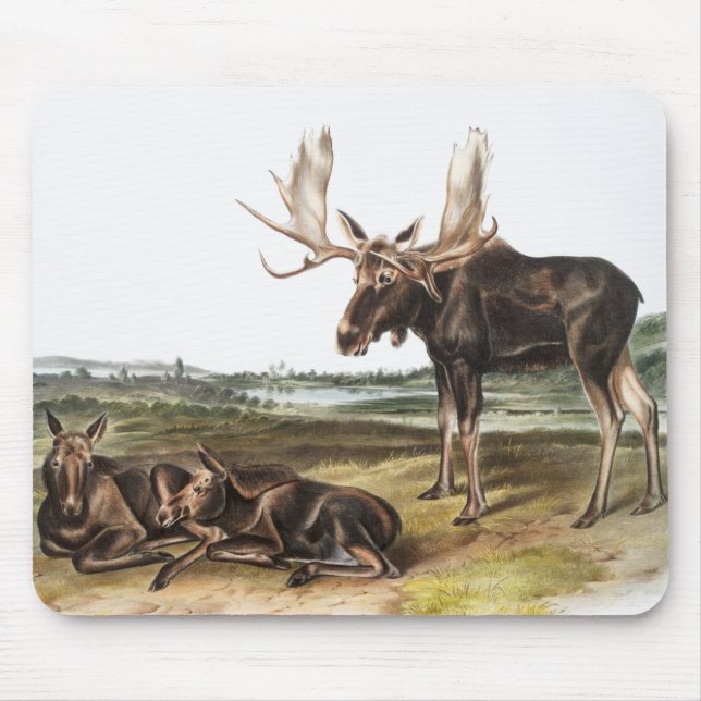 Illustration av moose Hjort (Servus alces) Musmatta (Framsidan)