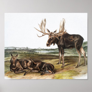 Illustration av moose Hjort (Servus alces) Poster