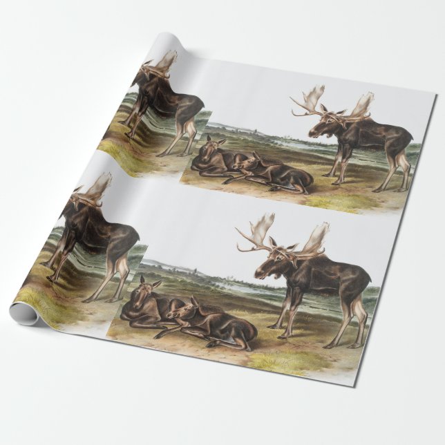 Illustration av moose Hjort (Servus alces) Presentpapper (Utrullad)