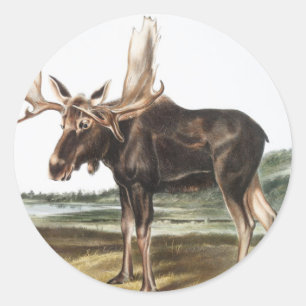 Illustration av moose Hjort (Servus alces) Runt Klistermärke