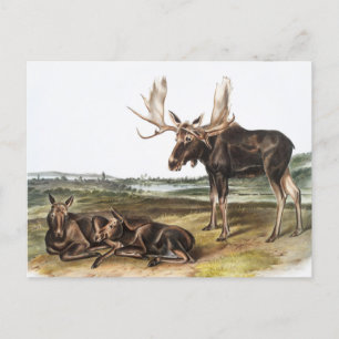 Illustration av moose Hjort (Servus alces) Vykort