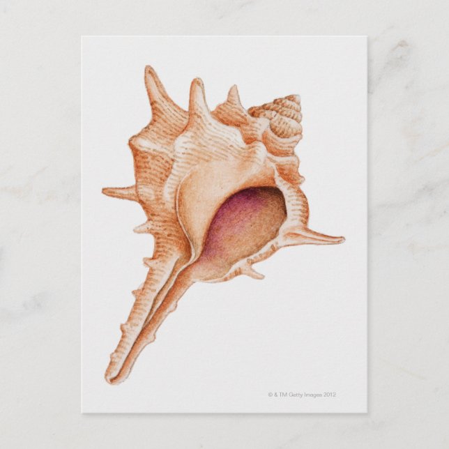 Illustration av Murex-skal Vykort (Framsida)