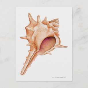 Illustration av Murex-skal Vykort