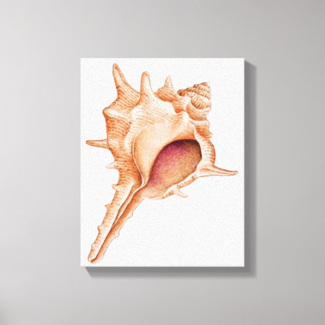 Illustration av Murex-snäckan Canvastryck (Framsida)