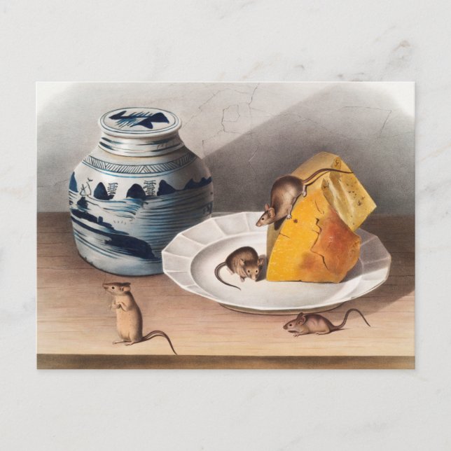 Illustration av mus (musculus) vykort (Framsida)