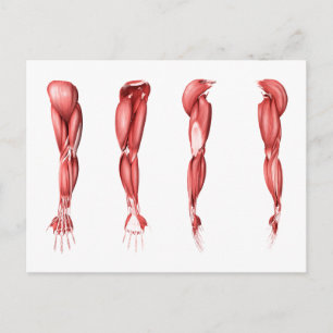 Illustration av muskler i Arm Vykort