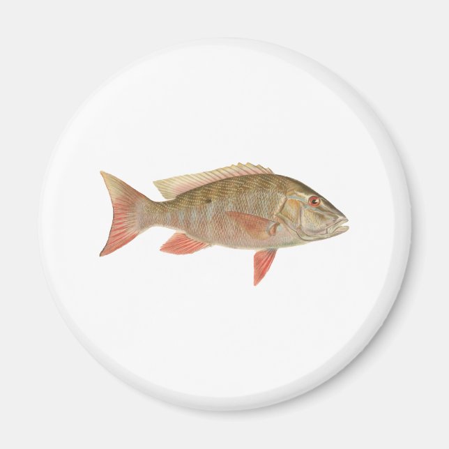 Illustration av Mutton Snapper Magnet (Framsidan)