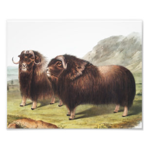 Illustration av mysk (Ovibos moschatus) Fototryck