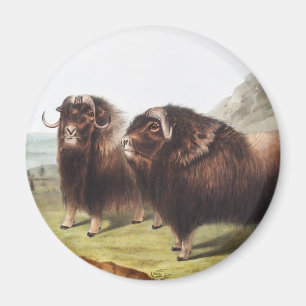Illustration av mysk (Ovibos moschatus) Magnet
