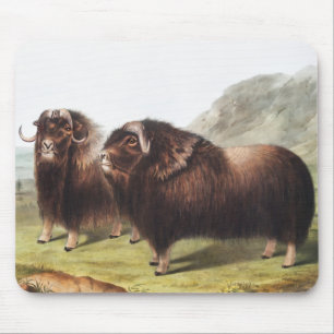 Illustration av mysk (Ovibos moschatus) Musmatta