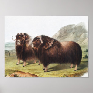 Illustration av mysk (Ovibos moschatus) Poster