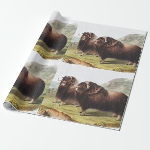 Illustration av mysk (Ovibos moschatus) Presentpapper