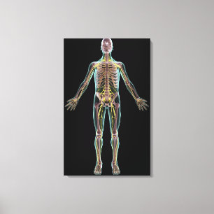 Illustration av nervsystemet canvastryck