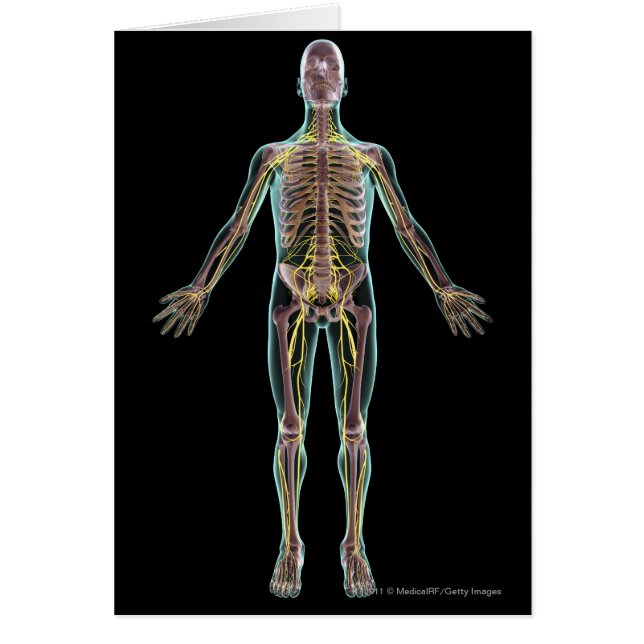 Illustration av nervsystemet hälsningskort (Framsidan)