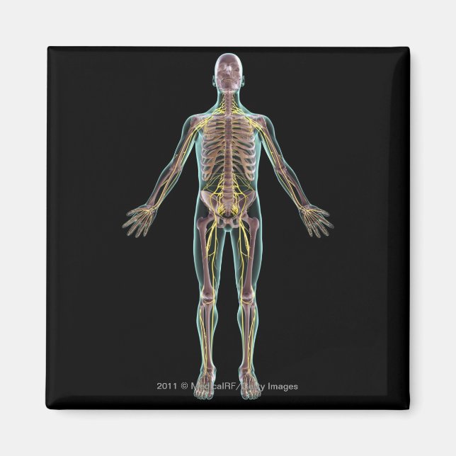 Illustration av nervsystemet magnet (Framsidan)