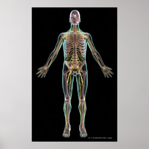 Illustration av nervsystemet poster
