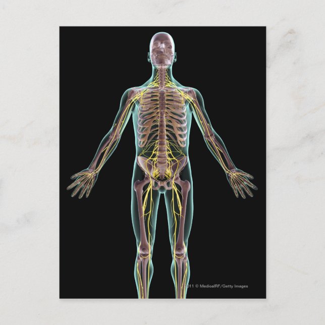 Illustration av nervsystemet vykort (Framsida)
