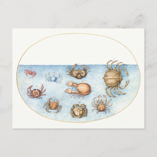 Illustration av nio Crabs-Vintage Vykort (Framsida)