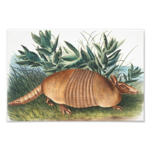 Illustration av niobaserad armadillo (Dasypus Peba Fototryck