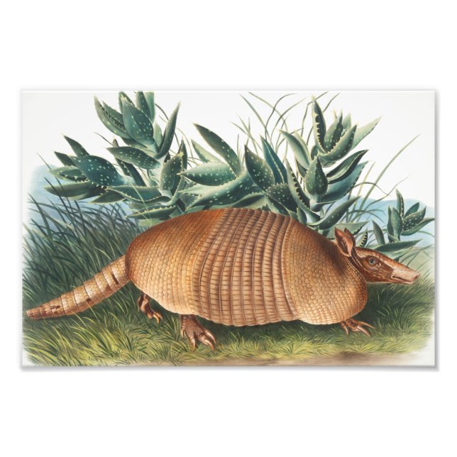 Illustration av niobaserad armadillo (Dasypus Peba Fototryck (Framsidan)