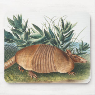 Illustration av niobaserad armadillo (Dasypus Peba Musmatta