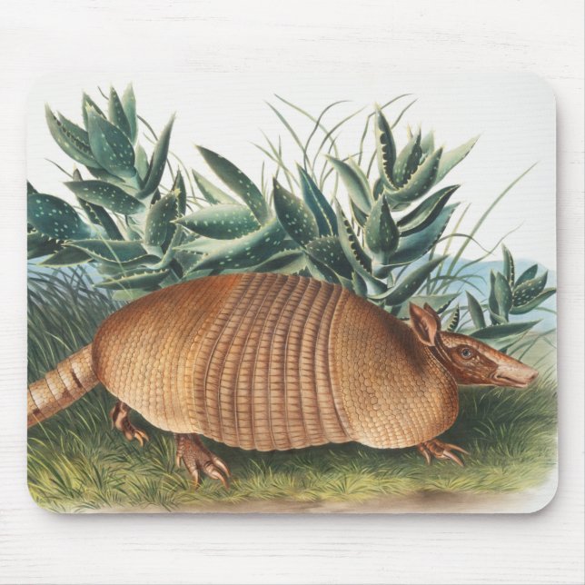 Illustration av niobaserad armadillo (Dasypus Peba Musmatta (Framsidan)