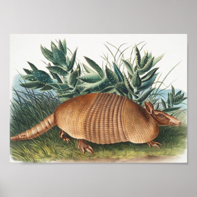 Illustration av niobaserad armadillo (Dasypus Peba Poster (Framsidan)