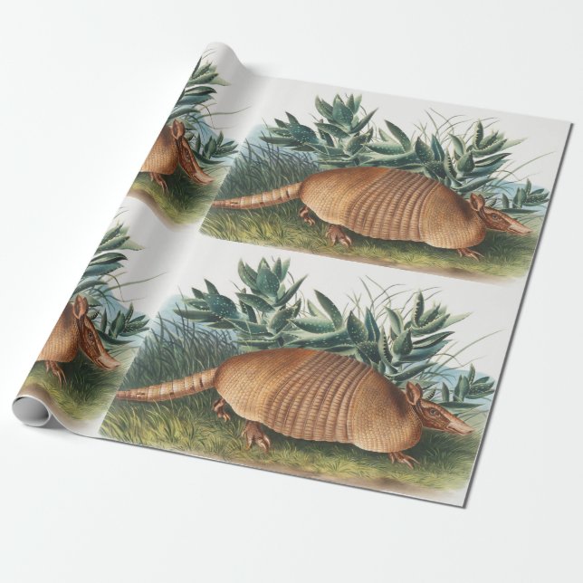 Illustration av niobaserad armadillo (Dasypus Peba Presentpapper (Utrullad)