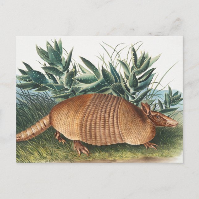 Illustration av niobaserad armadillo (Dasypus Peba Vykort (Framsida)