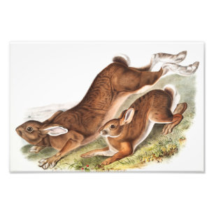 Illustration av nordhare (Lepus Americanus) Fototryck