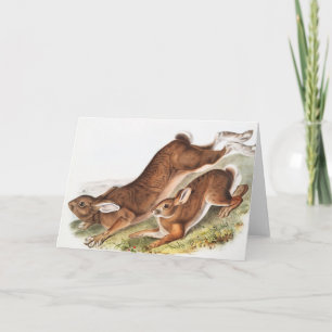 Illustration av nordhare (Lepus Americanus) Kort