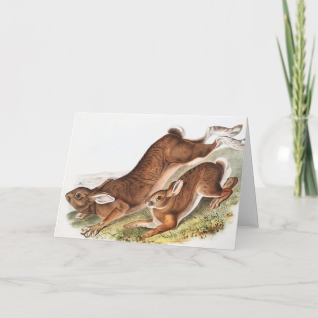 Illustration av nordhare (Lepus Americanus) Kort (Framsida)